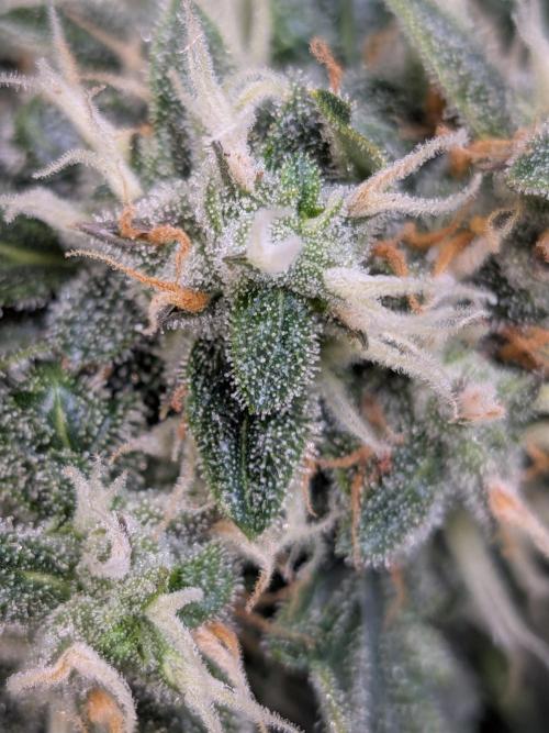 Sticky broccoli  🥦 Eternity Cup 2026. Week 13