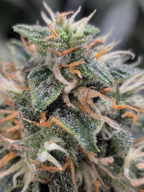 Sticky broccoli  🥦 Eternity Cup 2026. Week 13