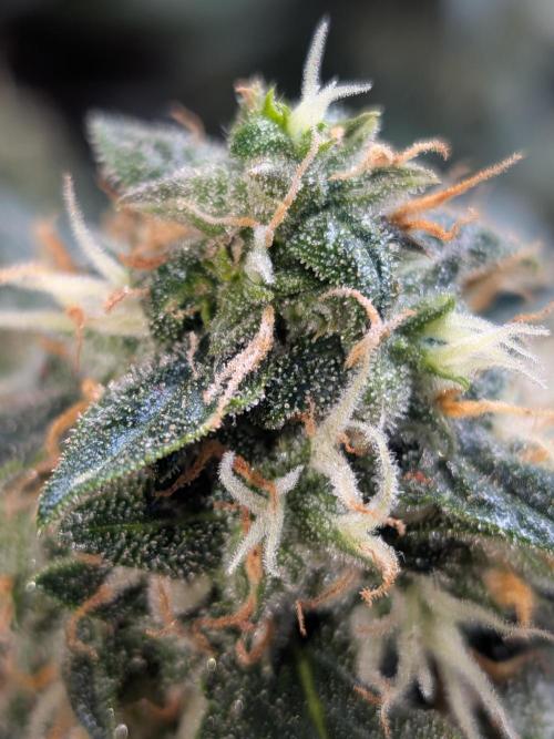 Sticky broccoli  🥦 Eternity Cup 2026. Week 13