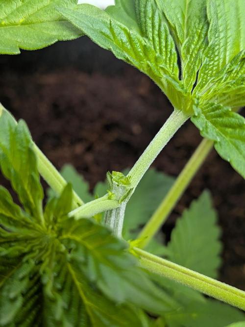 Khalifa Kush | outdoor 2026. Week 3