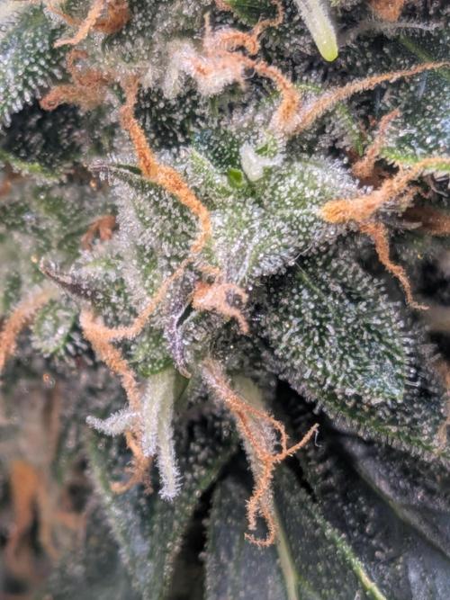 Sticky broccoli  🥦 Eternity Cup 2026. Week 13