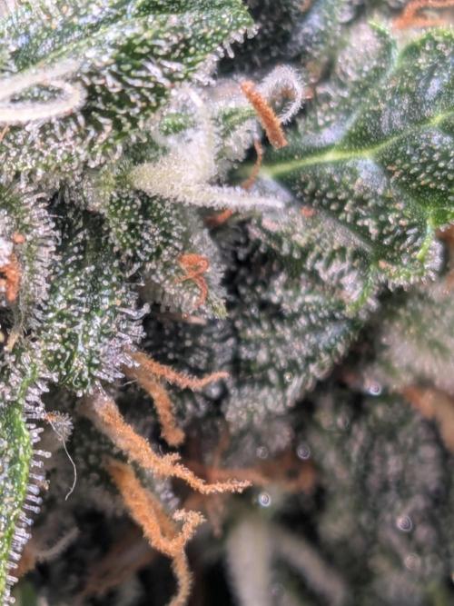 Sticky broccoli  🥦 Eternity Cup 2026. Week 13