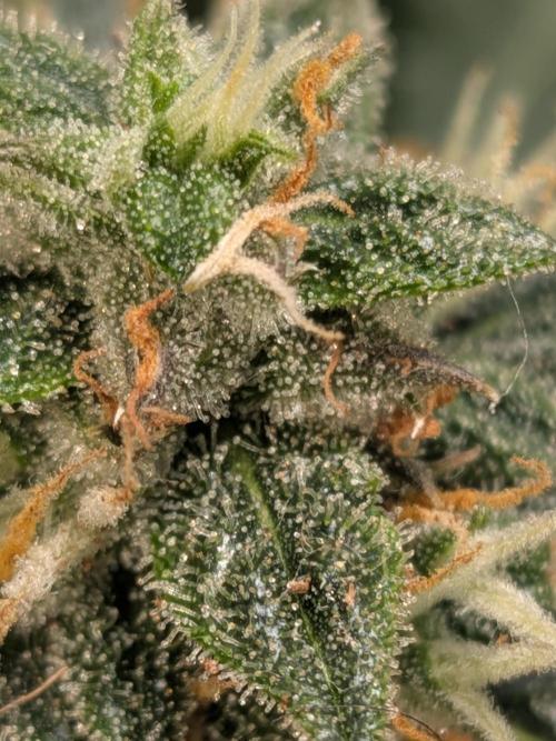 Sticky broccoli  🥦 Eternity Cup 2026. Week 13