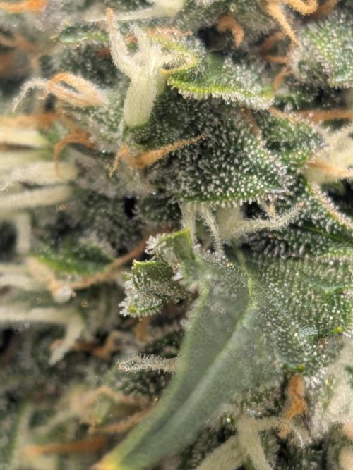 Sticky broccoli  🥦 Eternity Cup 2026. Week 13