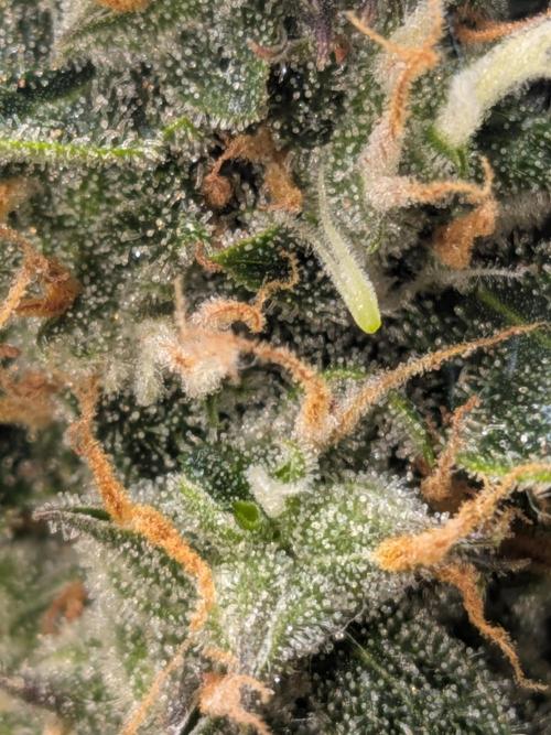 Sticky broccoli  🥦 Eternity Cup 2026. Week 13
