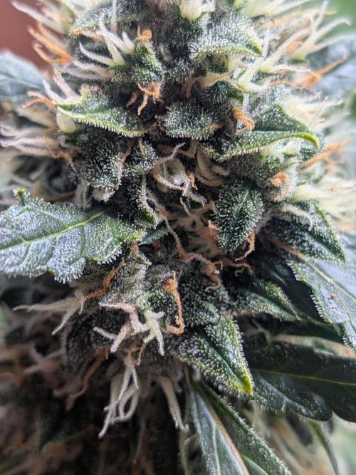 Sticky broccoli  🥦 Eternity Cup 2026. Week 13