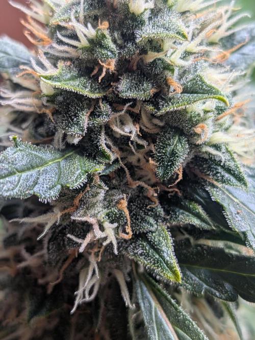 Sticky broccoli  🥦 Eternity Cup 2026. Week 13