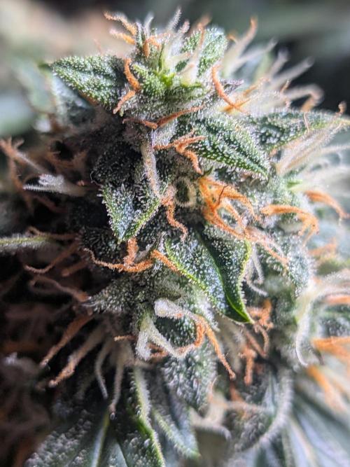 Sticky broccoli  🥦 Eternity Cup 2026. Week 13