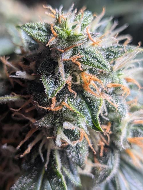 Sticky broccoli  🥦 Eternity Cup 2026. Week 13