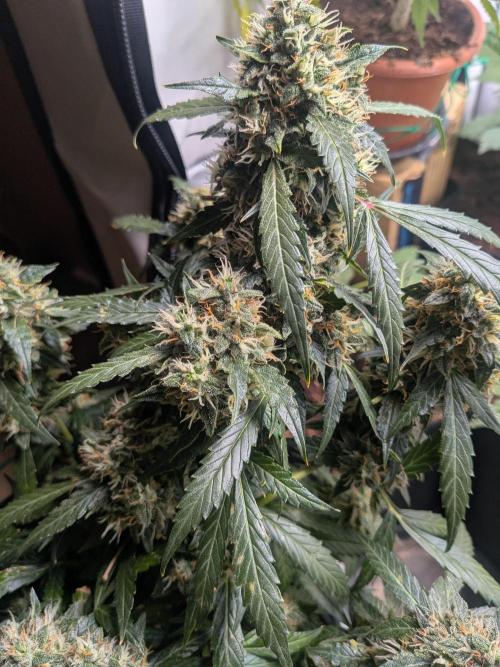 Sticky broccoli  🥦 Eternity Cup 2026. Week 13