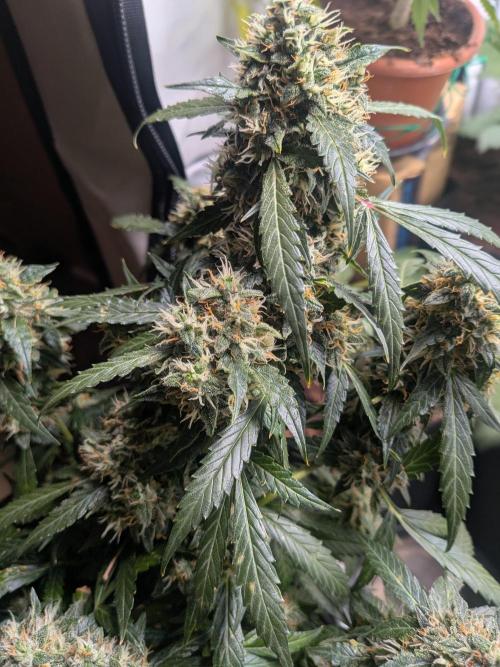 Sticky broccoli  🥦 Eternity Cup 2026. Week 13