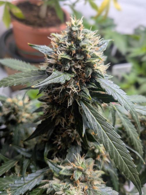Sticky broccoli  🥦 Eternity Cup 2026. Week 13