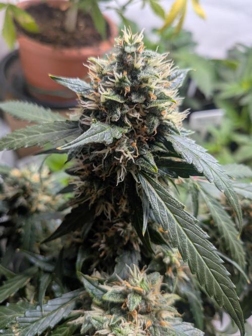 Sticky broccoli  🥦 Eternity Cup 2026. Week 13
