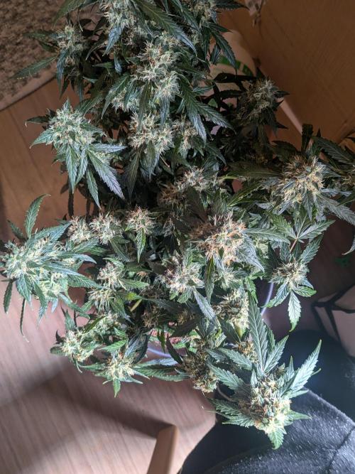 Sticky broccoli  🥦 Eternity Cup 2026. Week 13