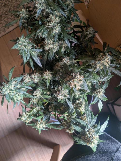 Sticky broccoli  🥦 Eternity Cup 2026. Week 13