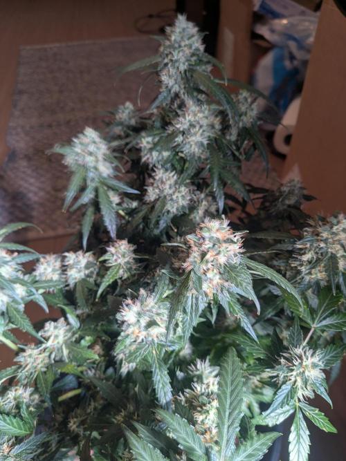 Sticky broccoli  🥦 Eternity Cup 2026. Week 13