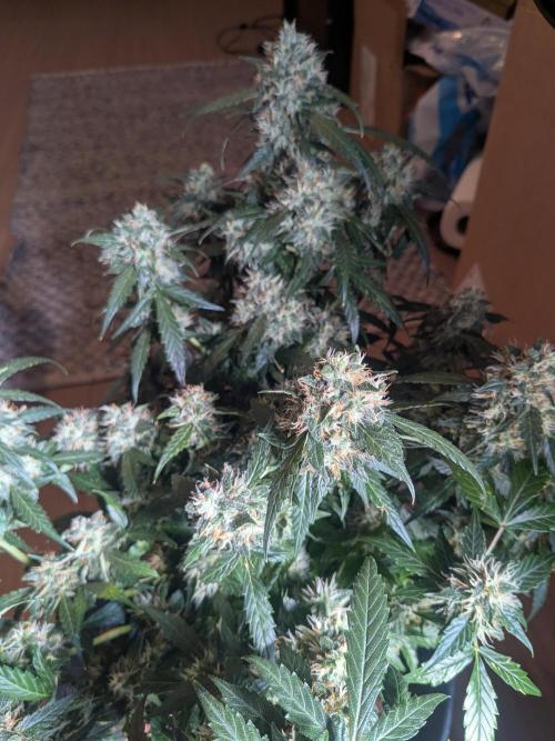 Sticky broccoli  🥦 Eternity Cup 2026. Week 13