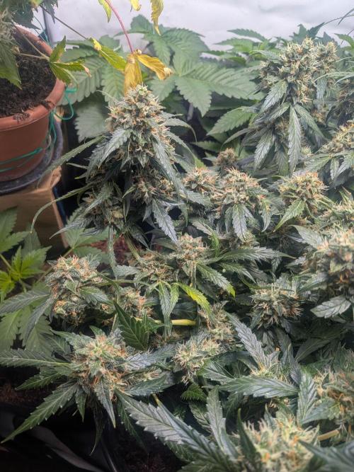 Sticky broccoli  🥦 Eternity Cup 2026. Week 14