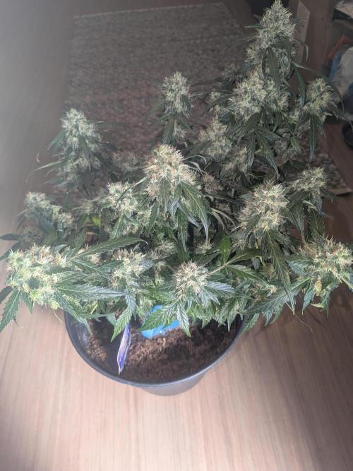 Sticky broccoli  🥦 Eternity Cup 2026. Week 14