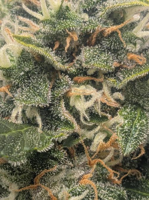 Sticky broccoli  🥦 Eternity Cup 2026. Week 14