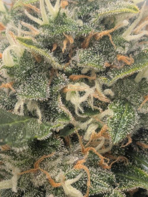 Sticky broccoli  🥦 Eternity Cup 2026. Week 14