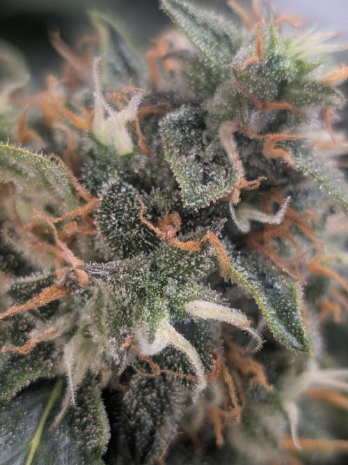 Sticky broccoli  🥦 Eternity Cup 2026. Week 14