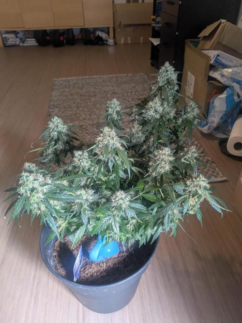 Sticky broccoli  🥦 Eternity Cup 2026. Week 14