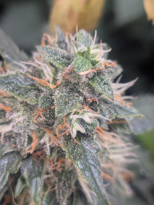 Sticky broccoli  🥦 Eternity Cup 2026. Week 14