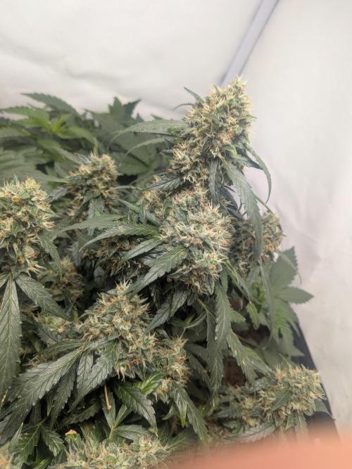 Sticky broccoli  🥦 Eternity Cup 2026. Week 14