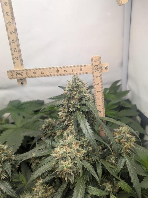 Sticky broccoli  🥦 Eternity Cup 2026. Week 14