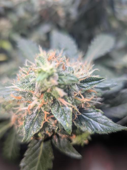 Sticky broccoli  🥦 Eternity Cup 2026. Week 14
