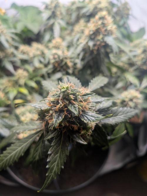 Sticky broccoli  🥦 Eternity Cup 2026. Week 14