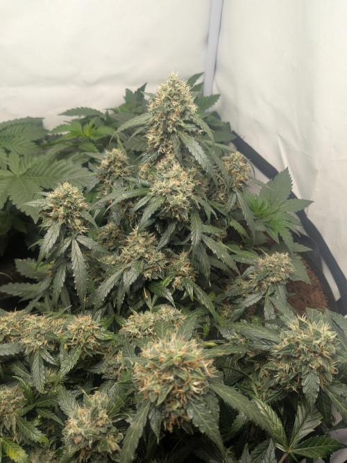 Sticky broccoli  🥦 Eternity Cup 2026. Week 14