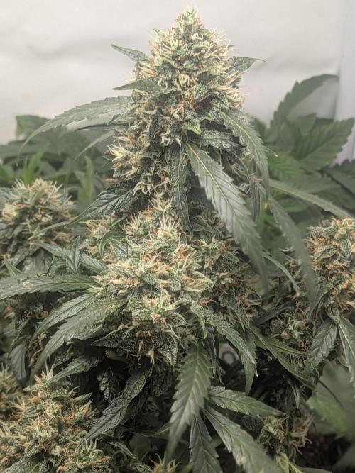 Sticky broccoli  🥦 Eternity Cup 2026. Week 14