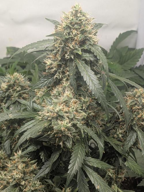 Sticky broccoli  🥦 Eternity Cup 2026. Week 14
