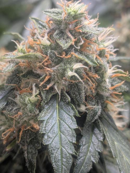 Sticky broccoli  🥦 Eternity Cup 2026. Week 14