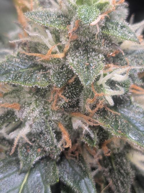 Sticky broccoli  🥦 Eternity Cup 2026. Week 14