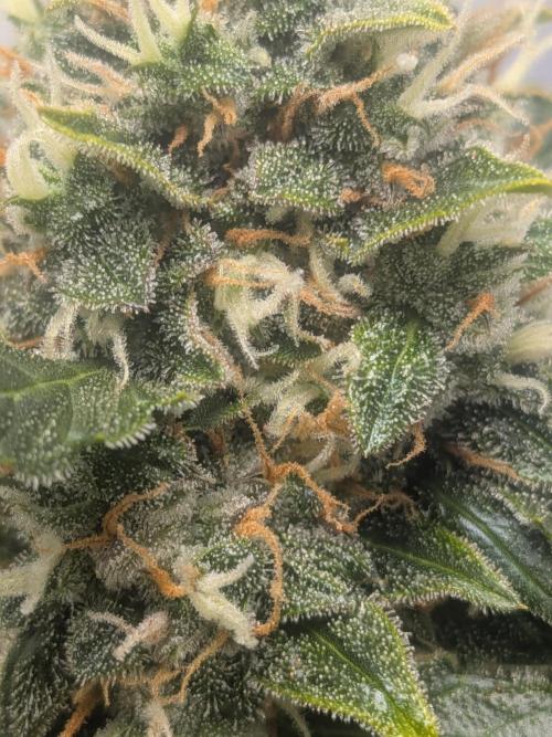 Sticky broccoli  🥦 Eternity Cup 2026. Week 14