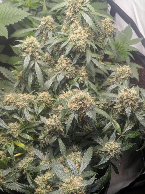 Sticky broccoli  🥦 Eternity Cup 2026. Week 14
