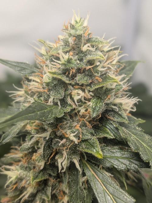 Sticky broccoli  🥦 Eternity Cup 2026. Week 14