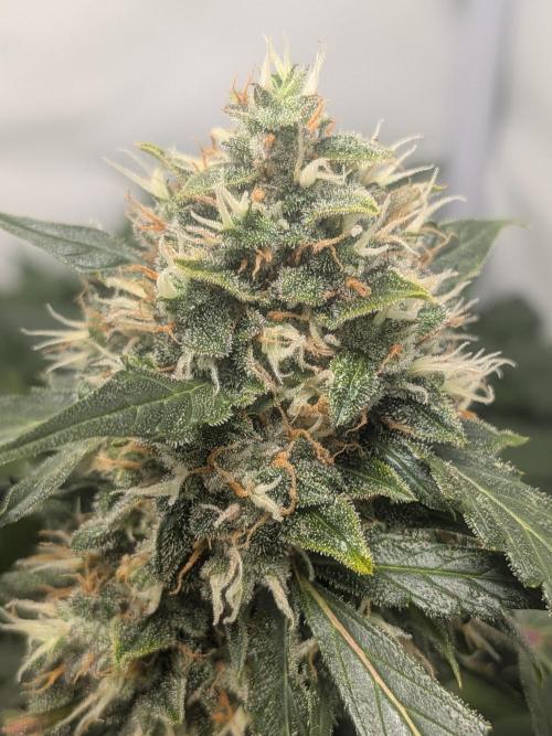 Sticky broccoli  🥦 Eternity Cup 2026. Week 14