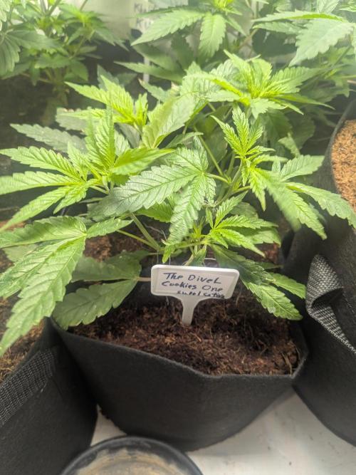 Devil Cookies One | USA Genetics 2026. Week 6