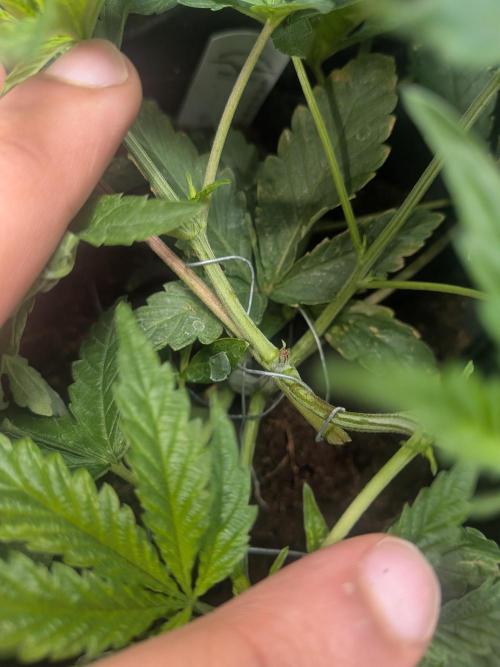 Devil Cookies One | USA Genetics 2026. Week 6