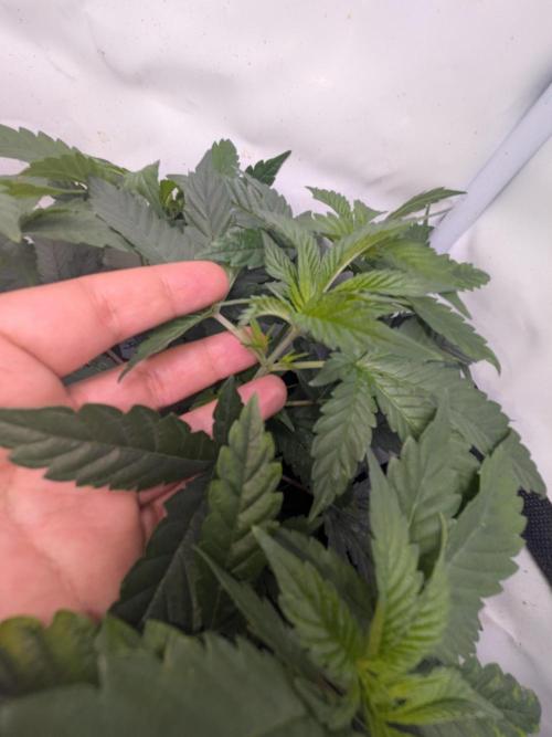 Mellow Jelly | Exclusive Zamnesia. Week 6