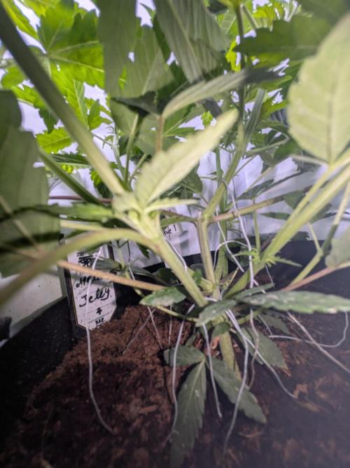 Mellow Jelly | Exclusive Zamnesia. Week 6