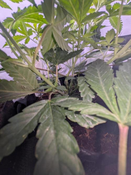 Mellow Jelly | Exclusive Zamnesia. Week 6