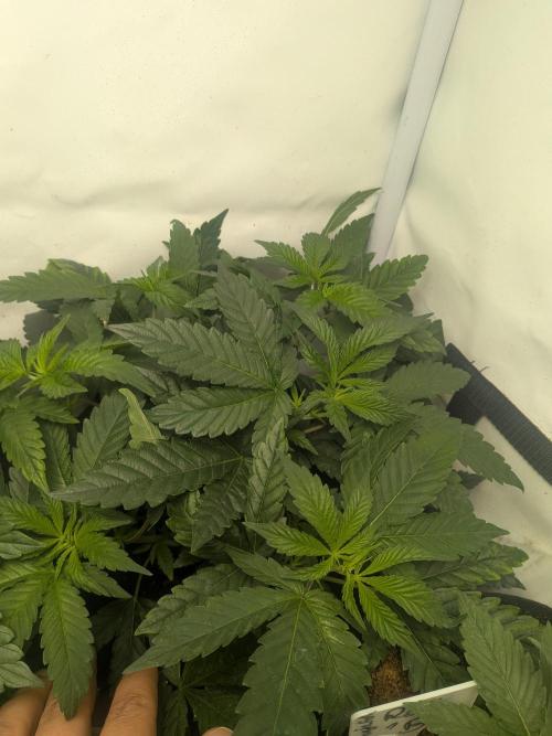Mellow Jelly | Exclusive Zamnesia. Week 6
