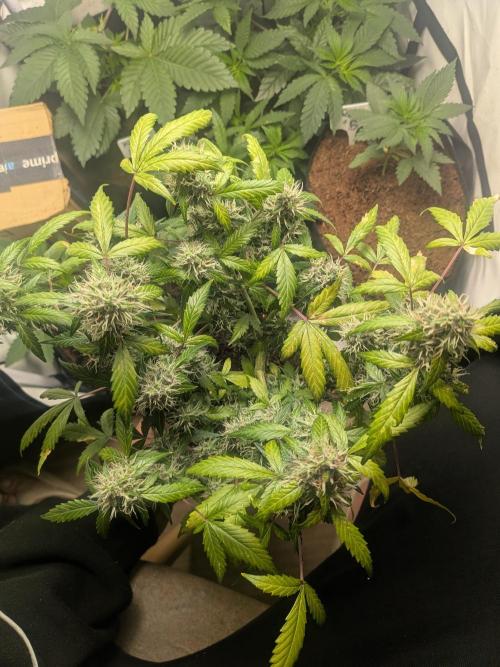 🥦Honey, I Shrunk the Broccoli! Micro. Week 11