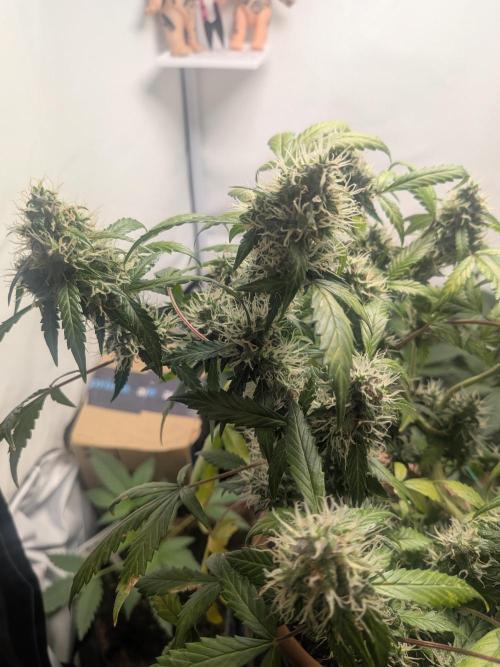 🥦Honey, I Shrunk the Broccoli! Micro. Week 11