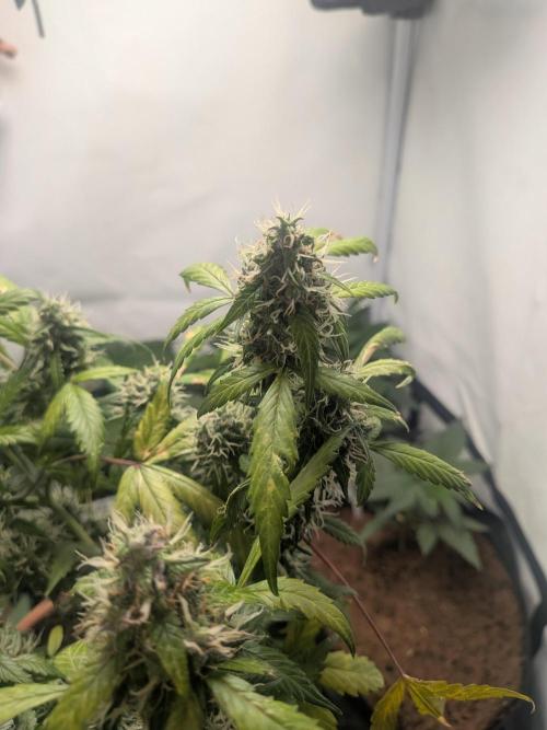 🥦Honey, I Shrunk the Broccoli! Micro. Week 11